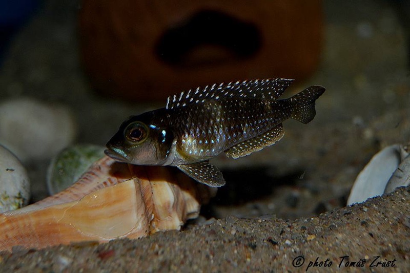 Lamprologus meleagris